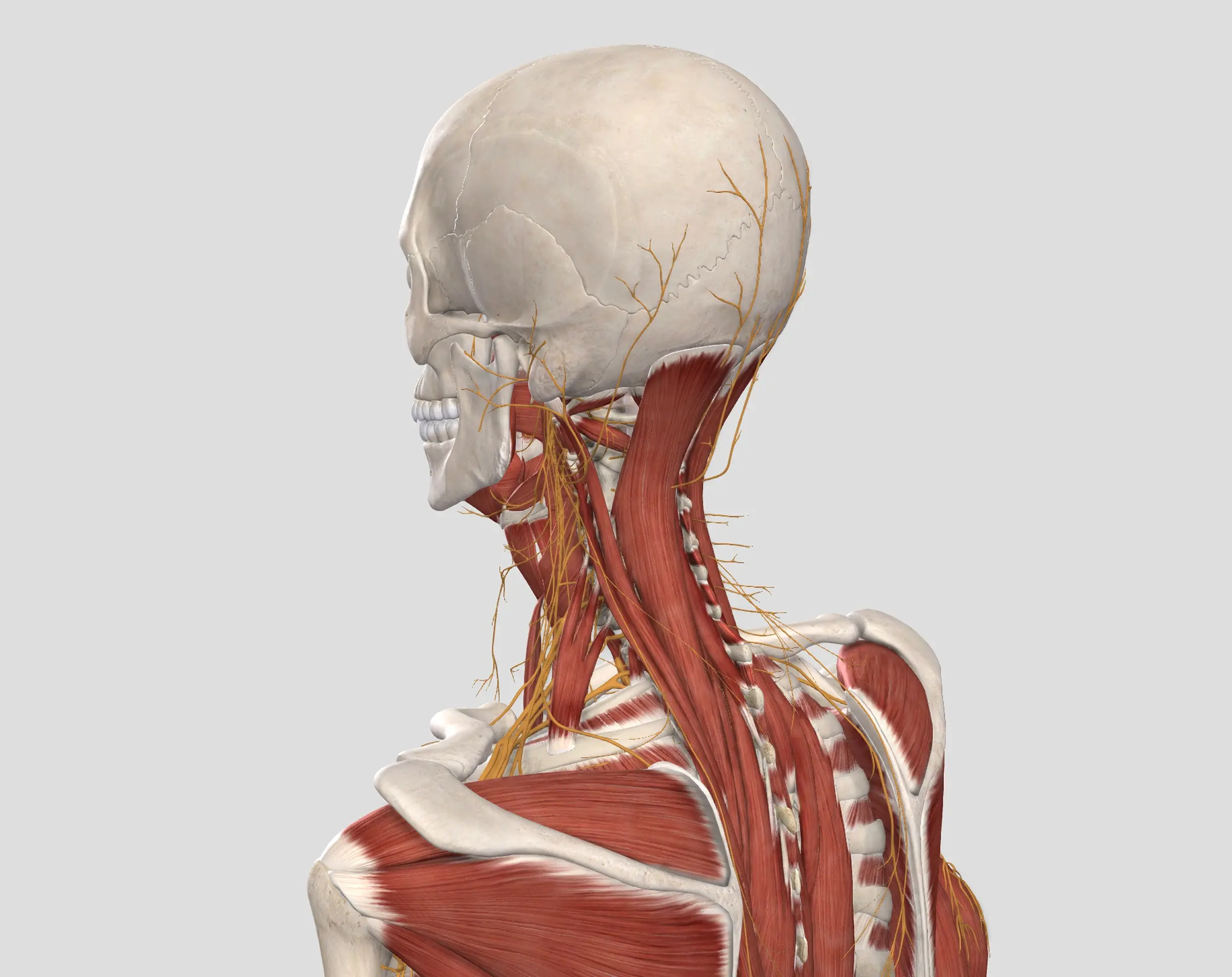 Fisioterapia per dolore cervicale a Palermo