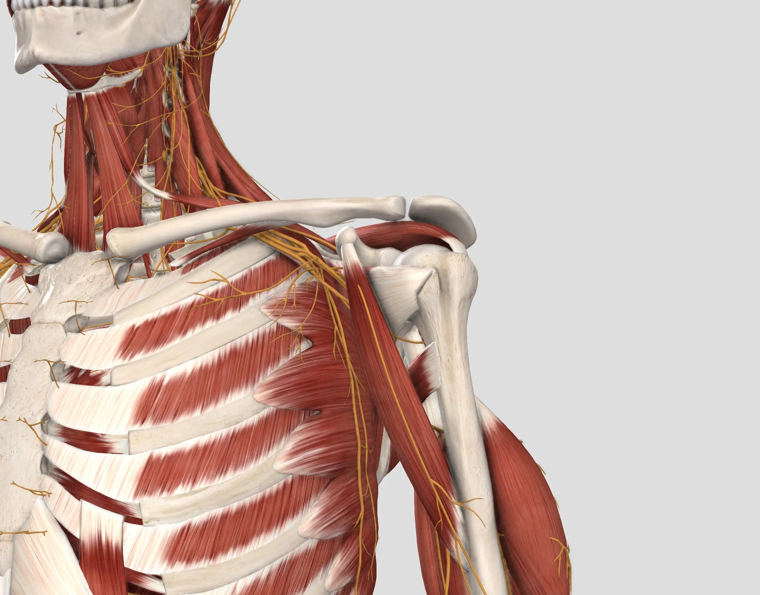 Fisioterapia per dolore alla spalla a Palermo