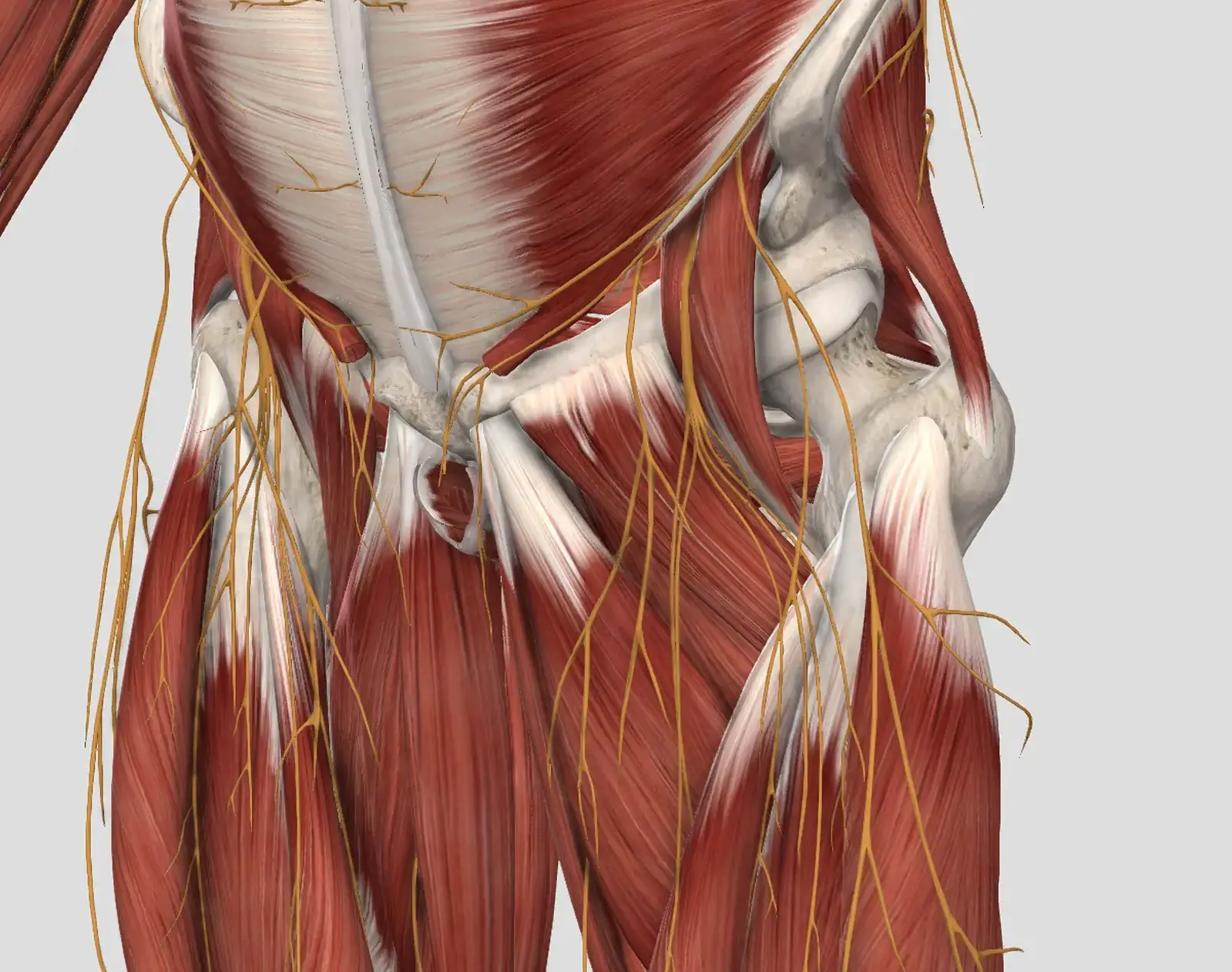 Fisioterapia per bacino e pelvic girdle pain a Palermo